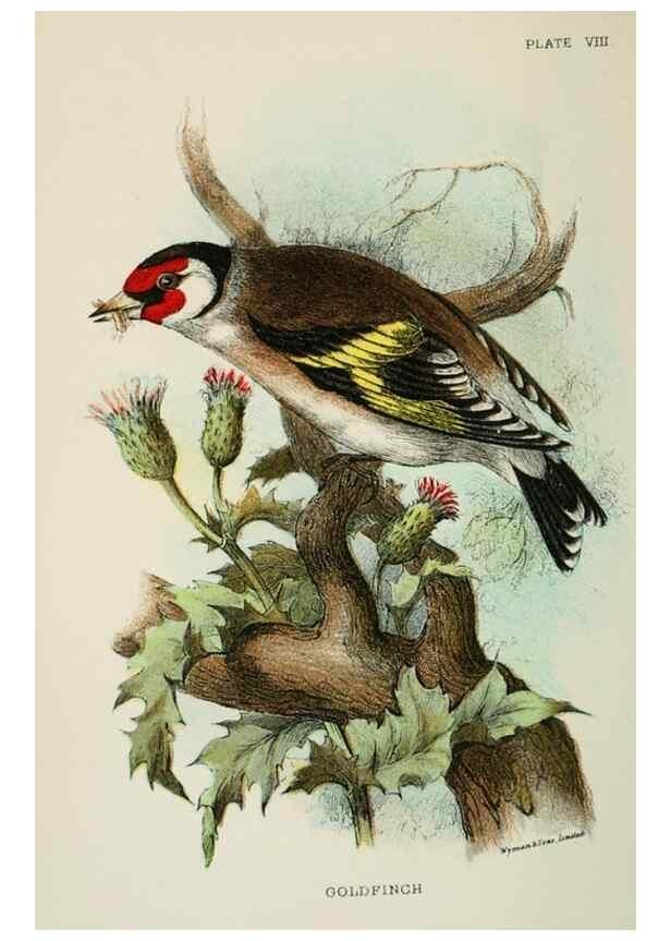 Reproducción/Reproduction 6898656444: A hand-book to the birds of Great Britain.. London,E. Lloyd, Limited,1896-1897.