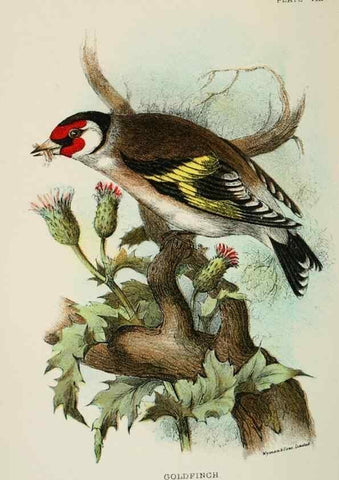 Reproducción/Reproduction 6898656444: A hand-book to the birds of Great Britain.. London,E. Lloyd, Limited,1896-1897.