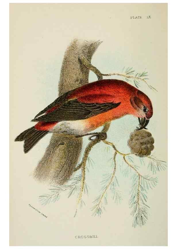 Reproducción/Reproduction 6898656948: A hand-book to the birds of Great Britain.. London,E. Lloyd, Limited,1896-1897.