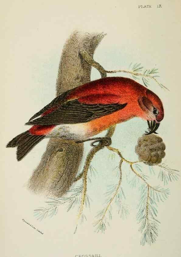 Reproducción/Reproduction 6898656948: A hand-book to the birds of Great Britain.. London,E. Lloyd, Limited,1896-1897.