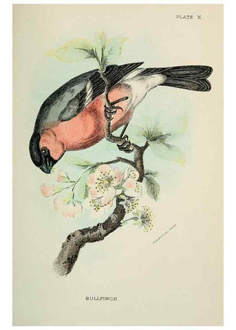 Reproducción/Reproduction 7044751903: A hand-book to the birds of Great Britain.. London,E. Lloyd, Limited,1896-1897.