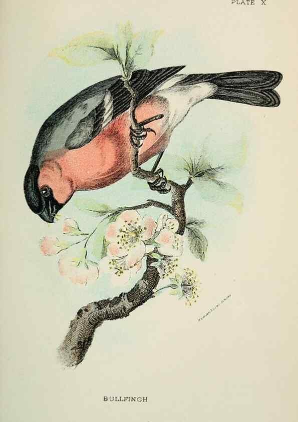 Reproducción/Reproduction 7044751903: A hand-book to the birds of Great Britain.. London,E. Lloyd, Limited,1896-1897.