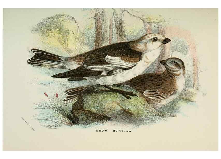 Reproducción/Reproduction 7044752567: A hand-book to the birds of Great Britain.. London,E. Lloyd, Limited,1896-1897.