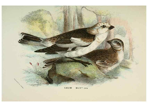 Reproducción/Reproduction 7044752567: A hand-book to the birds of Great Britain.. London,E. Lloyd, Limited,1896-1897.