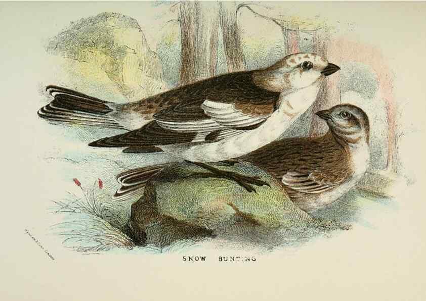 Reproducción/Reproduction 7044752567: A hand-book to the birds of Great Britain.. London,E. Lloyd, Limited,1896-1897.