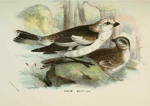 Reproducción/Reproduction 7044752567: A hand-book to the birds of Great Britain.. London,E. Lloyd, Limited,1896-1897.