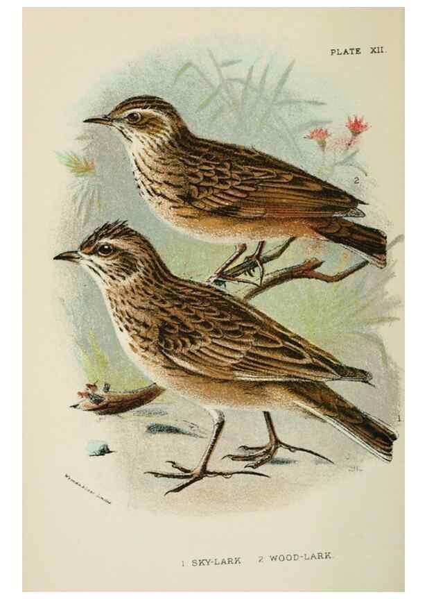 Reproducción/Reproduction 6898658910: A hand-book to the birds of Great Britain.. London,E. Lloyd, Limited,1896-1897.