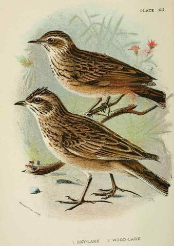 Reproducción/Reproduction 6898658910: A hand-book to the birds of Great Britain.. London,E. Lloyd, Limited,1896-1897.