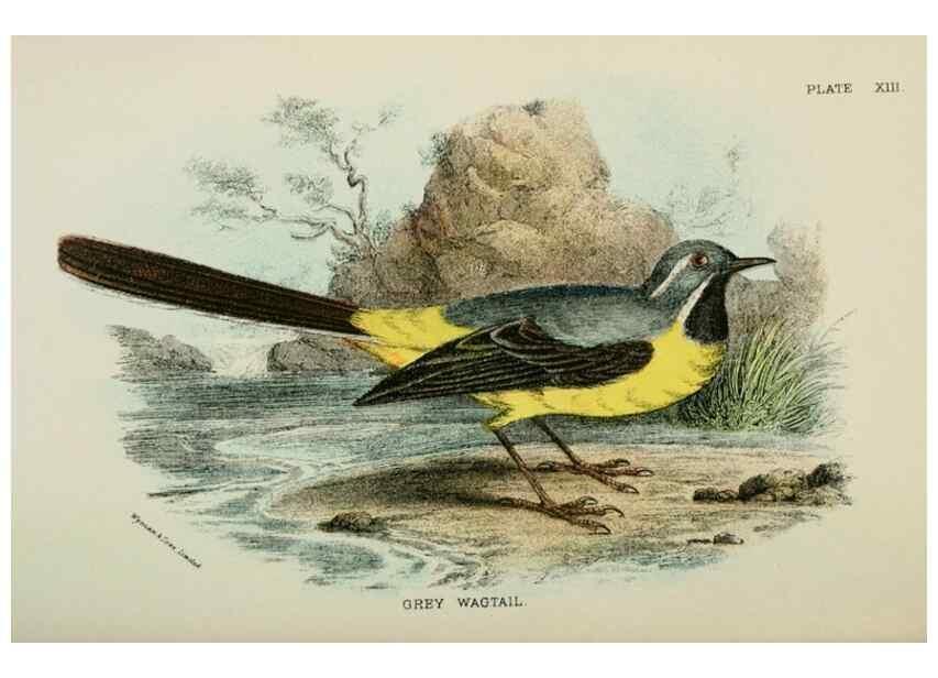 Reproducción/Reproduction 6898659542: A hand-book to the birds of Great Britain.. London,E. Lloyd, Limited,1896-1897.
