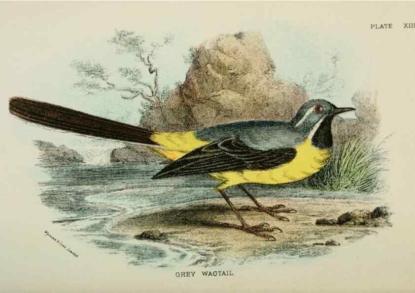 Reproducción/Reproduction 6898659542: A hand-book to the birds of Great Britain.. London,E. Lloyd, Limited,1896-1897.