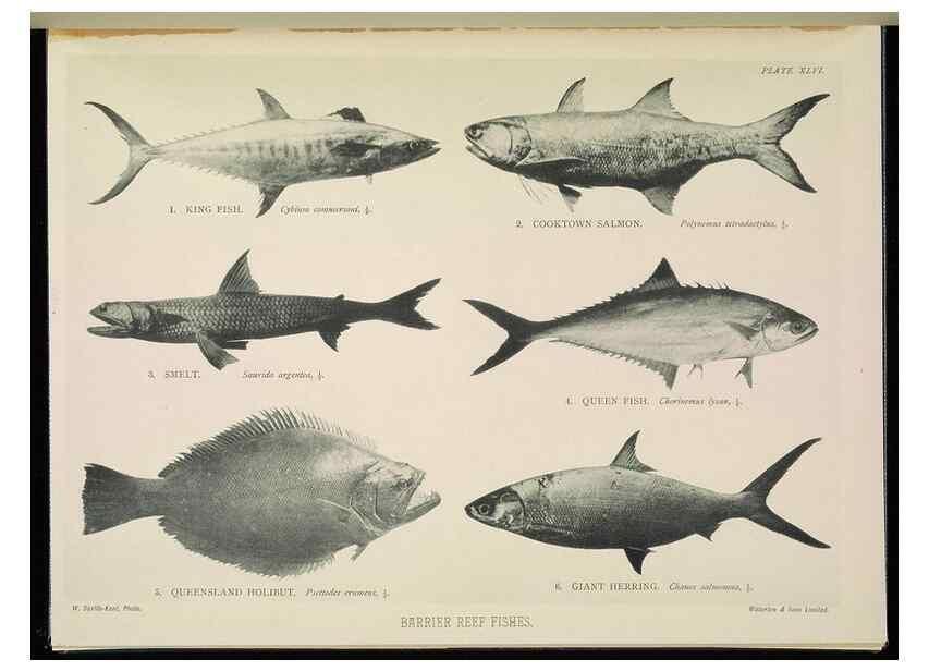 Reproducción/Reproduction 7044669575: The Great Barrier Reef of Australia;. London :W.H. Allen,[1893]