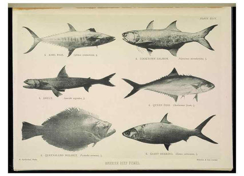 Reproducción/Reproduction 7044669575: The Great Barrier Reef of Australia;. London :W.H. Allen,[1893]