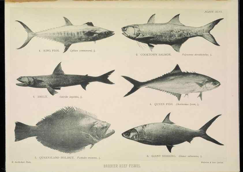 Reproducción/Reproduction 7044669575: The Great Barrier Reef of Australia;. London :W.H. Allen,[1893]