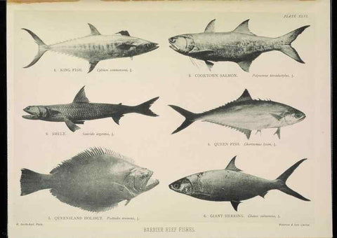 Reproducción/Reproduction 7044669575: The Great Barrier Reef of Australia;. London :W.H. Allen,[1893]