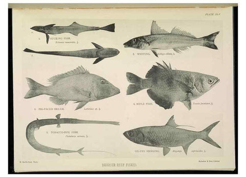 Reproducción/Reproduction 7044669231: The Great Barrier Reef of Australia;. London :W.H. Allen,[1893]