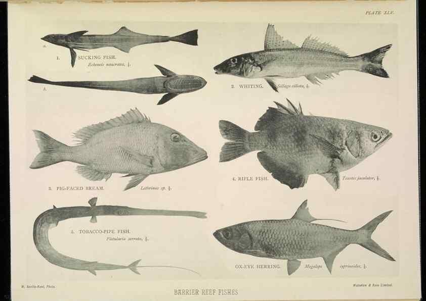 Reproducción/Reproduction 7044669231: The Great Barrier Reef of Australia;. London :W.H. Allen,[1893]