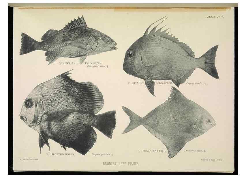 Reproducción/Reproduction 7044668895: The Great Barrier Reef of Australia;. London :W.H. Allen,[1893]