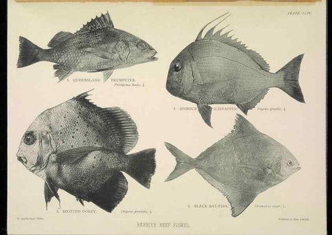 Reproducción/Reproduction 7044668895: The Great Barrier Reef of Australia;. London :W.H. Allen,[1893]