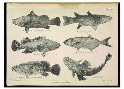 Reproducción/Reproduction 6898572710: The Great Barrier Reef of Australia;. London :W.H. Allen,[1893]