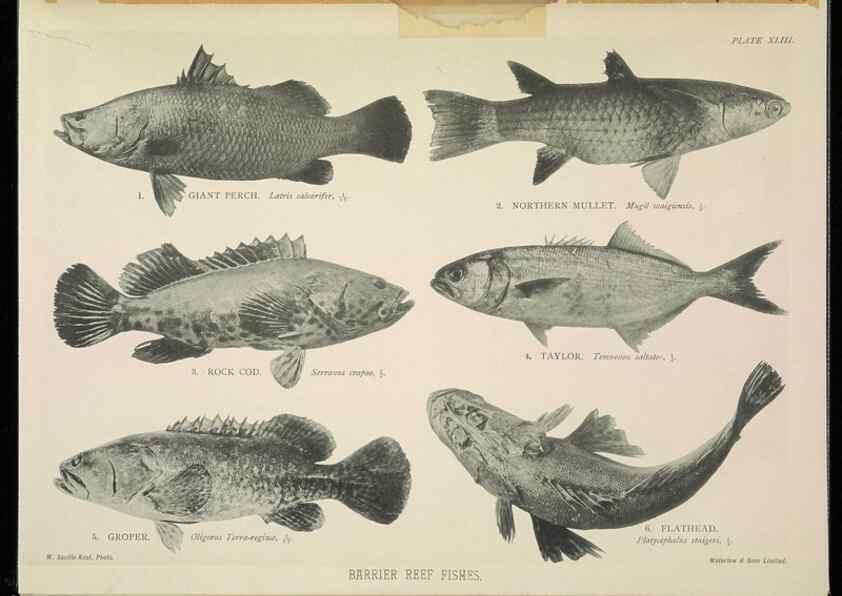 Reproducción/Reproduction 6898572710: The Great Barrier Reef of Australia;. London :W.H. Allen,[1893]