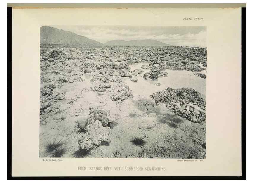 Reproducción/Reproduction 7044663003: The Great Barrier Reef of Australia;. London :W.H. Allen,[1893]