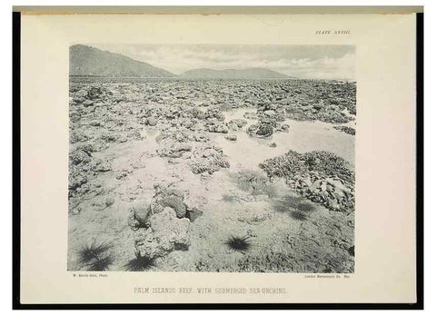 Reproducción/Reproduction 7044663003: The Great Barrier Reef of Australia;. London :W.H. Allen,[1893]