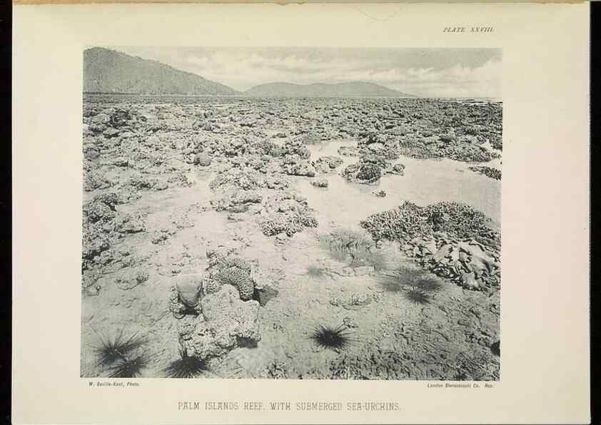 Reproducción/Reproduction 7044663003: The Great Barrier Reef of Australia;. London :W.H. Allen,[1893]