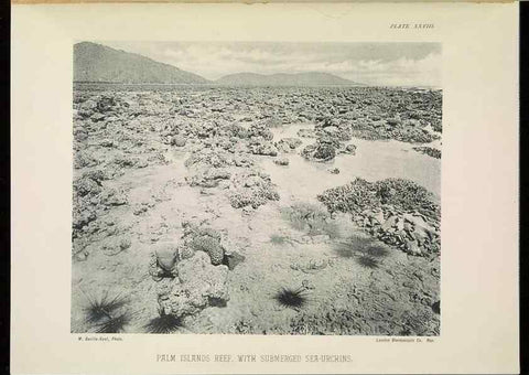 Reproducción/Reproduction 7044663003: The Great Barrier Reef of Australia;. London :W.H. Allen,[1893]