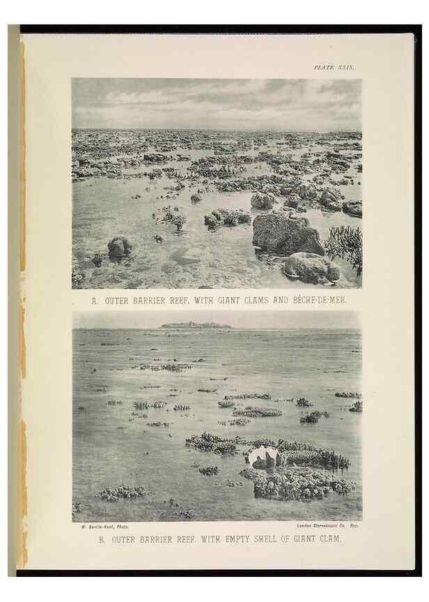 Reproducción/Reproduction 6898567724: The Great Barrier Reef of Australia;. London :W.H. Allen,[1893]