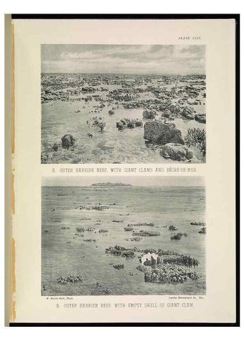 Reproducción/Reproduction 6898567724: The Great Barrier Reef of Australia;. London :W.H. Allen,[1893]