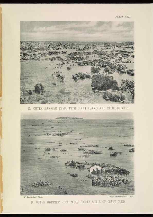 Reproducción/Reproduction 6898567724: The Great Barrier Reef of Australia;. London :W.H. Allen,[1893]