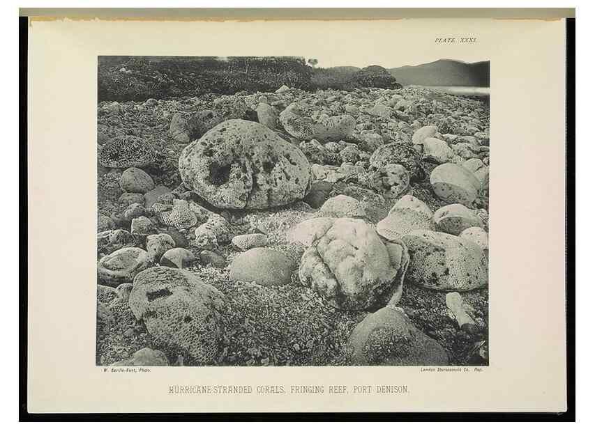 Reproducción/Reproduction 6898568680: The Great Barrier Reef of Australia;. London :W.H. Allen,[1893]