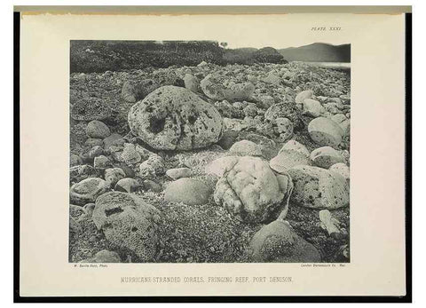Reproducción/Reproduction 6898568680: The Great Barrier Reef of Australia;. London :W.H. Allen,[1893]