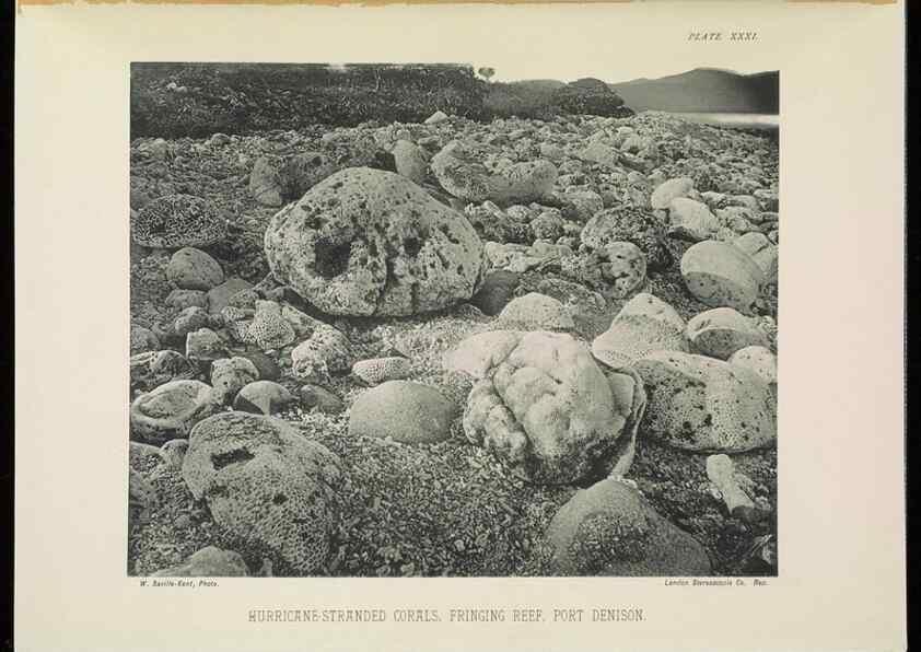 Reproducción/Reproduction 6898568680: The Great Barrier Reef of Australia;. London :W.H. Allen,[1893]