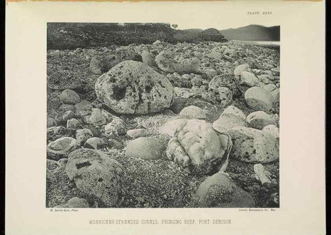 Reproducción/Reproduction 6898568680: The Great Barrier Reef of Australia;. London :W.H. Allen,[1893]