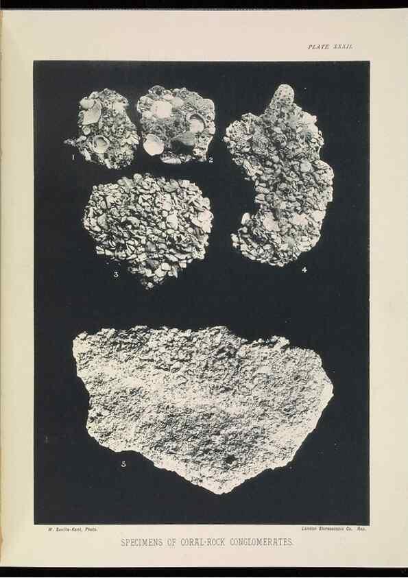 Reproducción/Reproduction 7044665073: The Great Barrier Reef of Australia;. London :W.H. Allen,[1893]