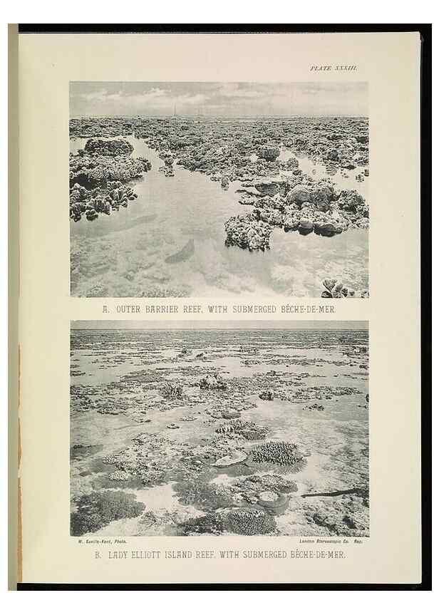 Reproducción/Reproduction 6898569682: The Great Barrier Reef of Australia;. London :W.H. Allen,[1893]