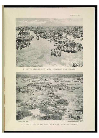 Reproducción/Reproduction 6898569682: The Great Barrier Reef of Australia;. London :W.H. Allen,[1893]