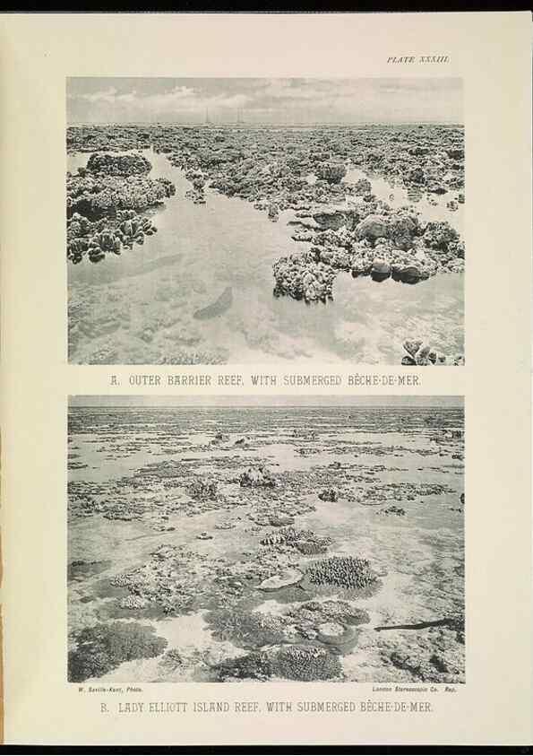Reproducción/Reproduction 6898569682: The Great Barrier Reef of Australia;. London :W.H. Allen,[1893]