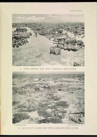 Reproducción/Reproduction 6898569682: The Great Barrier Reef of Australia;. London :W.H. Allen,[1893]