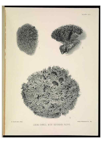 Reproducción/Reproduction 6898566386: The Great Barrier Reef of Australia;. London :W.H. Allen,[1893]