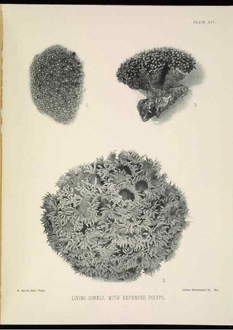 Reproducción/Reproduction 6898566386: The Great Barrier Reef of Australia;. London :W.H. Allen,[1893]