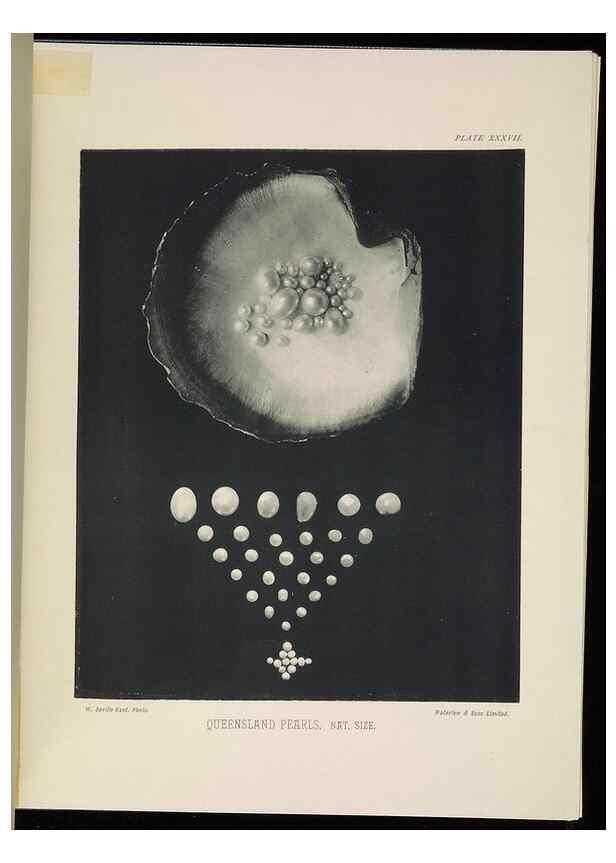 Reproducción/Reproduction 7044666851: The Great Barrier Reef of Australia;. London :W.H. Allen,[1893]