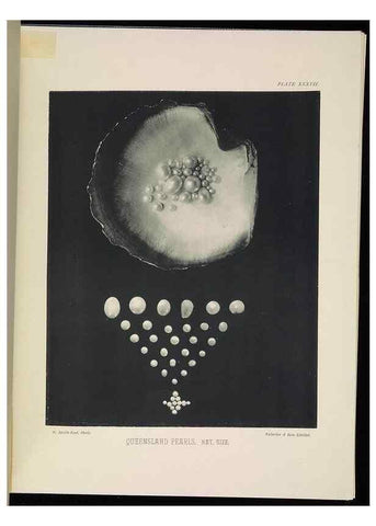 Reproducción/Reproduction 7044666851: The Great Barrier Reef of Australia;. London :W.H. Allen,[1893]