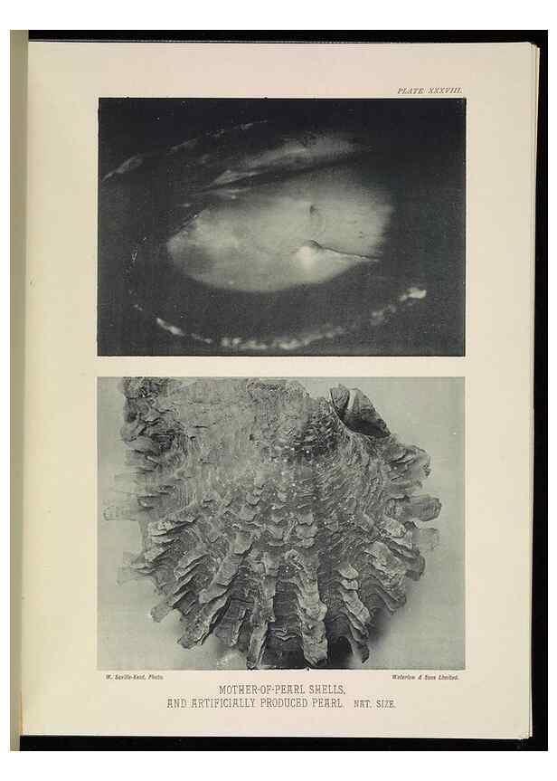 Reproducción/Reproduction 7044667127: The Great Barrier Reef of Australia;. London :W.H. Allen,[1893]