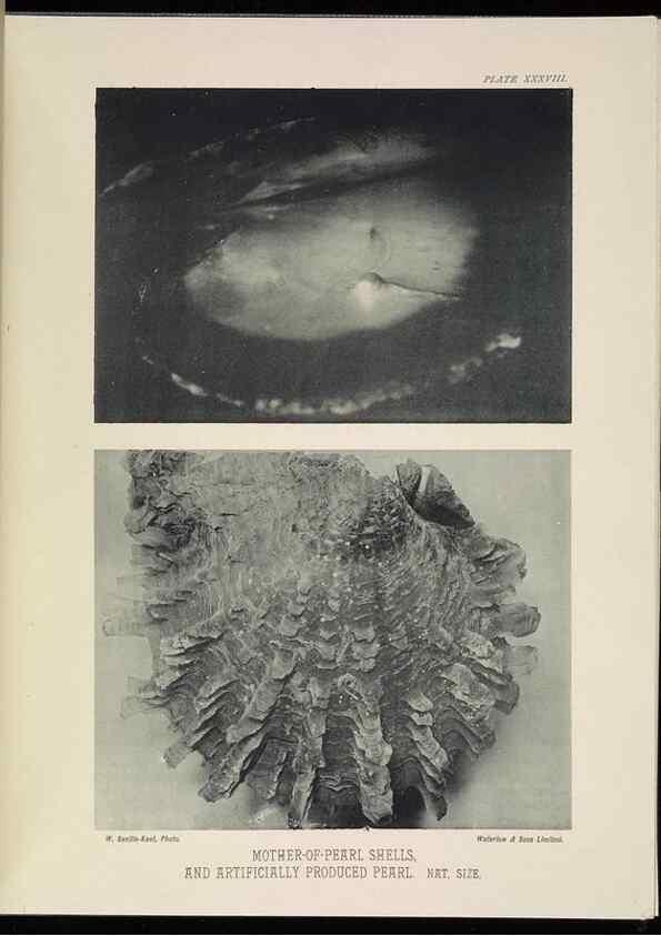 Reproducción/Reproduction 7044667127: The Great Barrier Reef of Australia;. London :W.H. Allen,[1893]