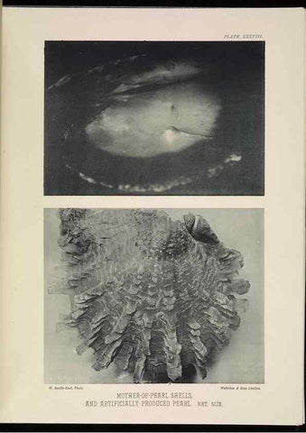 Reproducción/Reproduction 7044667127: The Great Barrier Reef of Australia;. London :W.H. Allen,[1893]