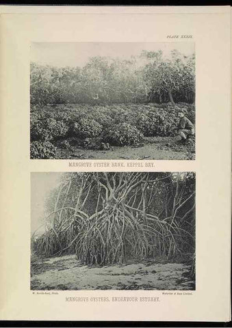 Reproducción/Reproduction 7044667391: The Great Barrier Reef of Australia;. London :W.H. Allen,[1893]