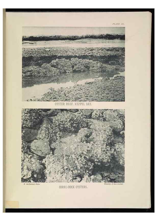 Reproducción/Reproduction 7044667731: The Great Barrier Reef of Australia;. London :W.H. Allen,[1893]