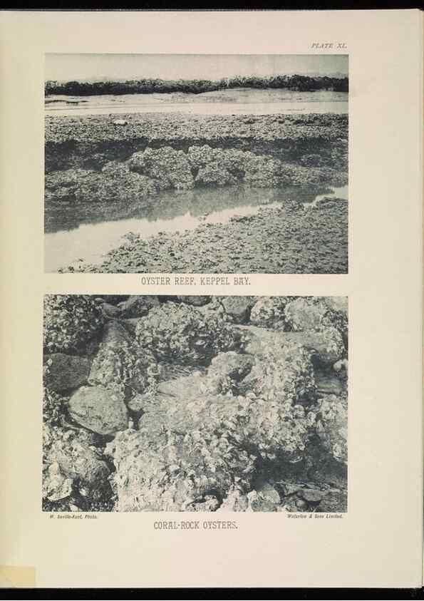 Reproducción/Reproduction 7044667731: The Great Barrier Reef of Australia;. London :W.H. Allen,[1893]
